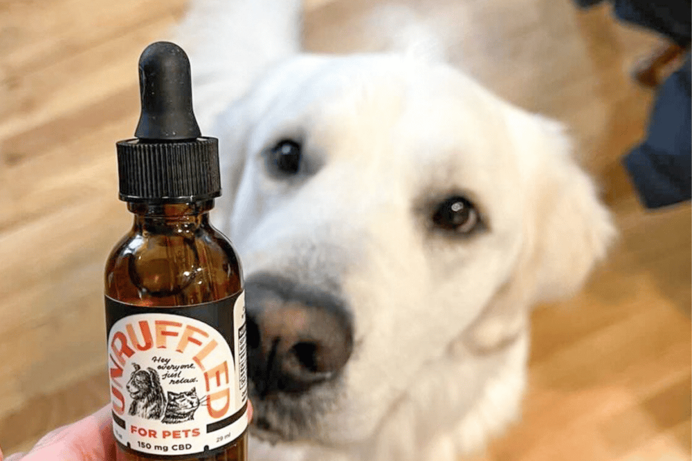 Image of a white dog gazing intently at a bottle of Unruffled CBD for dogs by Bluegrass Hemp Oil.