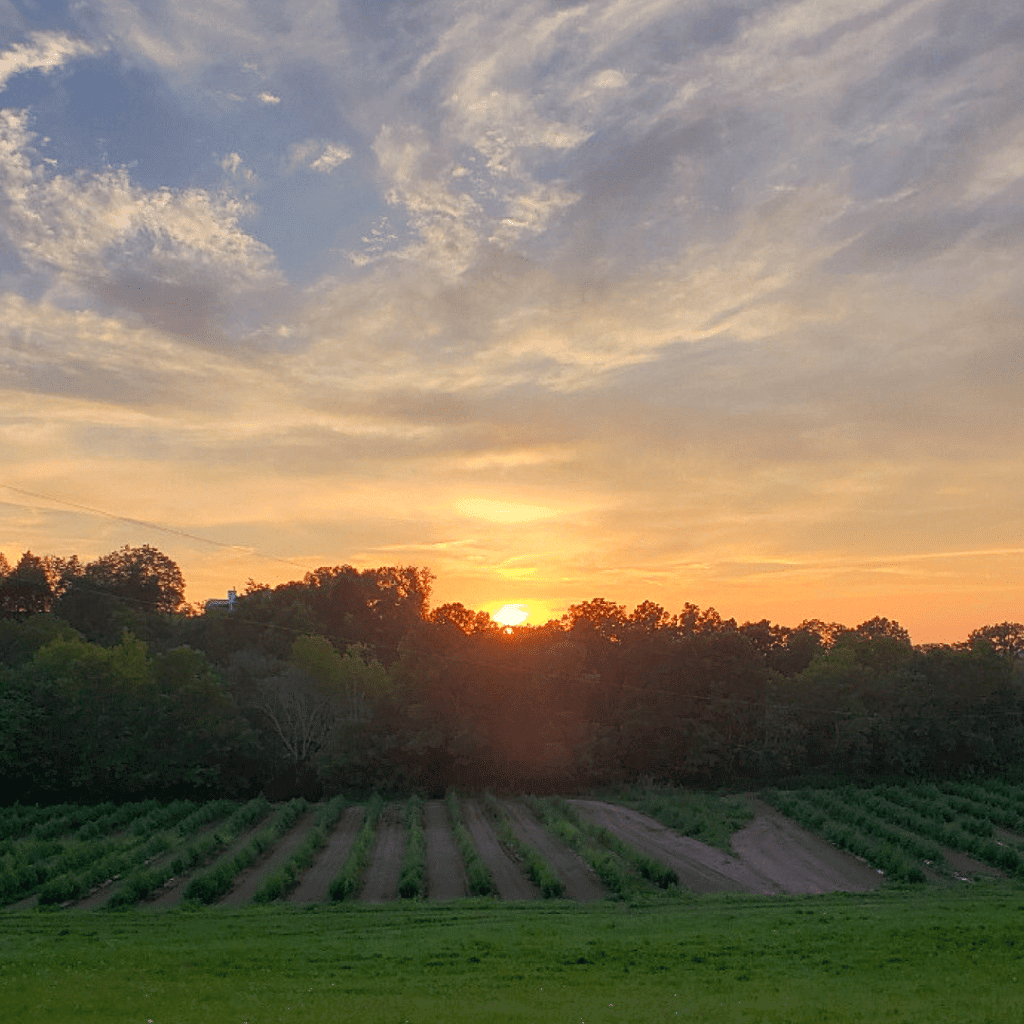 Golden hour at the Kentucky Cannabis Company family farm in Mercer County, Kentucky. A field of CBD hemp stretches to the horizon, bathed in the warm glow of the setting sun.