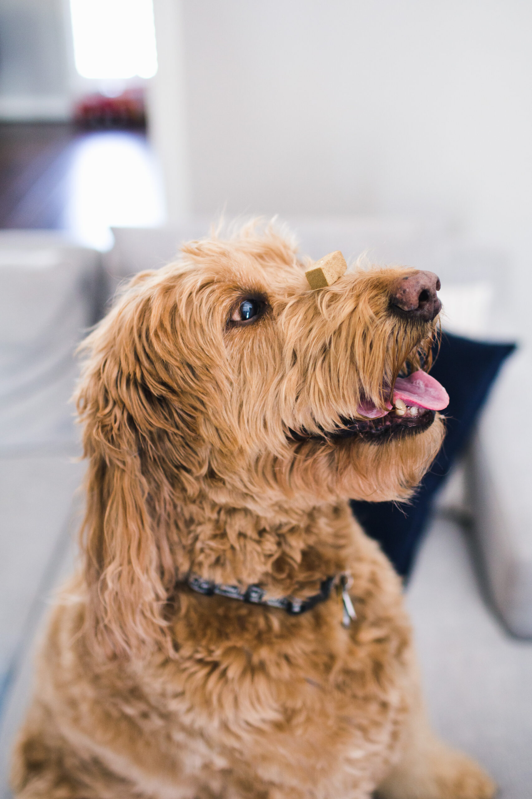 Unruffled CBD Oil for Dogs