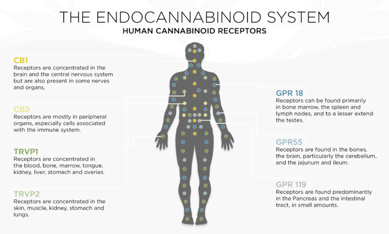 endocannabinoid system