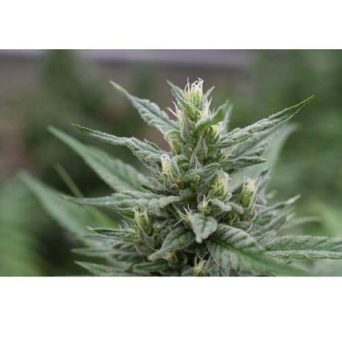 Kentucky Cannabis Company Hemp CBD Bloom