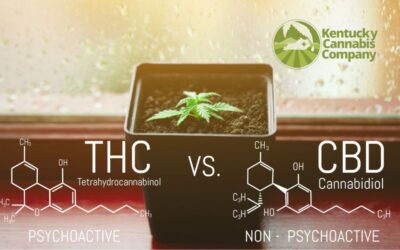 CBD vs THC – Is one better? Learn the differences!