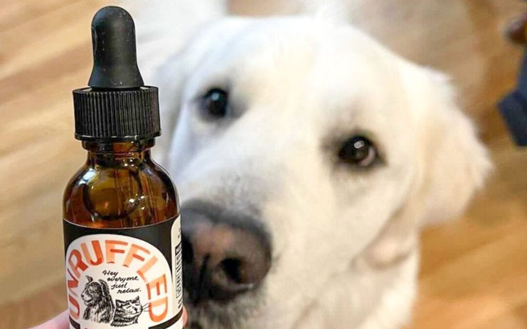 dog looking at Unruffled CBD oil