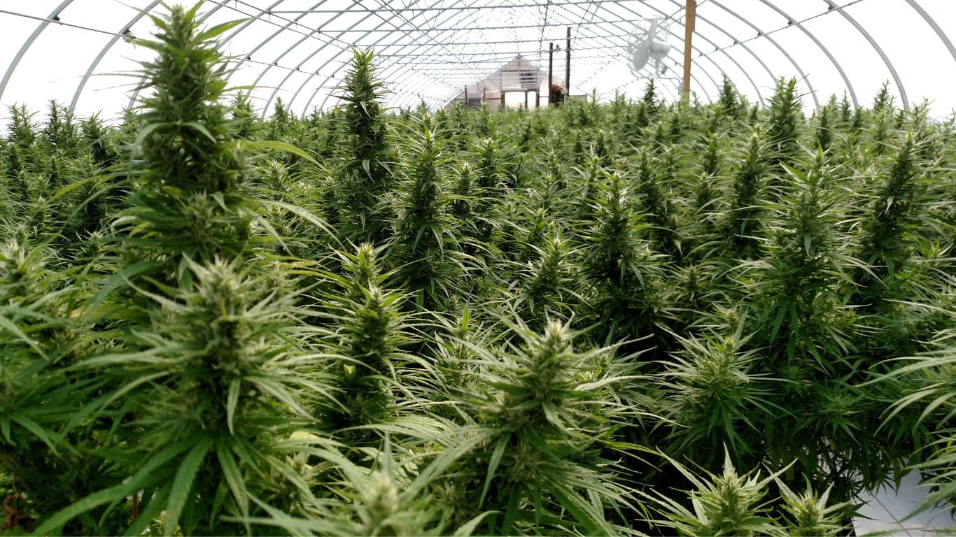 A greenhouse full of female hemp plants rich in CBD, being grown by Kentucky Cannabis Company for Genesis Blend CBD Oil at Bluegrass Hemp Oil.