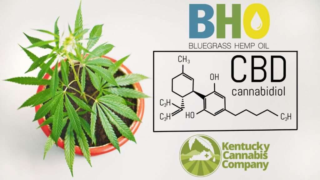 hemp plant with Bluegrass Hemp oil logo