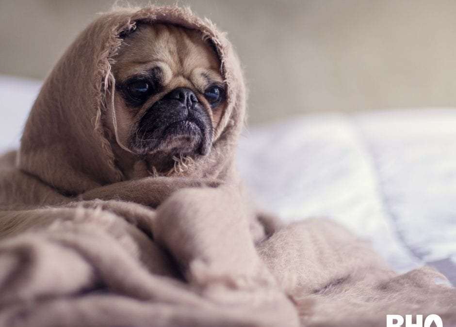 Dog wrapped in a blanket waiting for CBD Dog treats