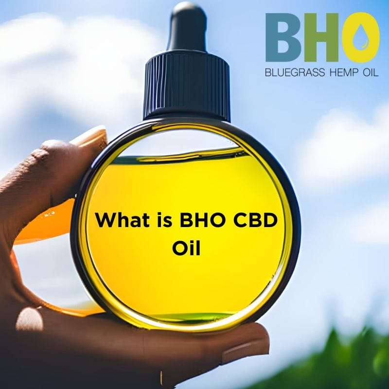 What is BHO CBD Oil
