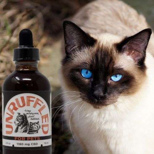 Unruffled CBD oil for pets cat with blue eyes