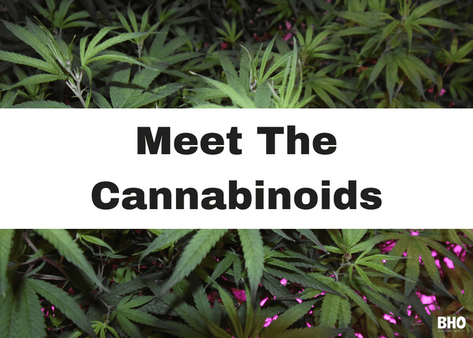 Meet the Cannabinoid