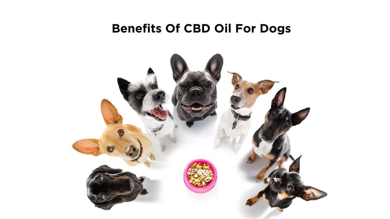 Unruffled CBD for pets Bacon Flavored with two white dogs