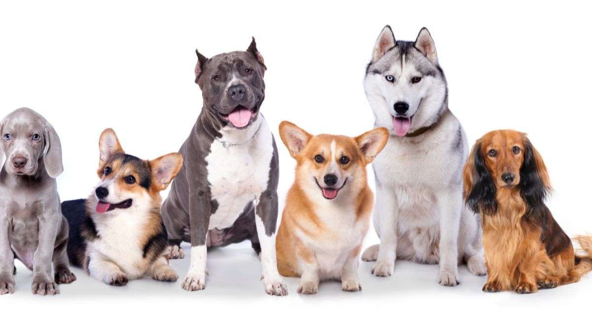 Image featuring six different dog breeds experiencing anxiety, showcasing the potential use of CBD oil for dogs with anxiety.
