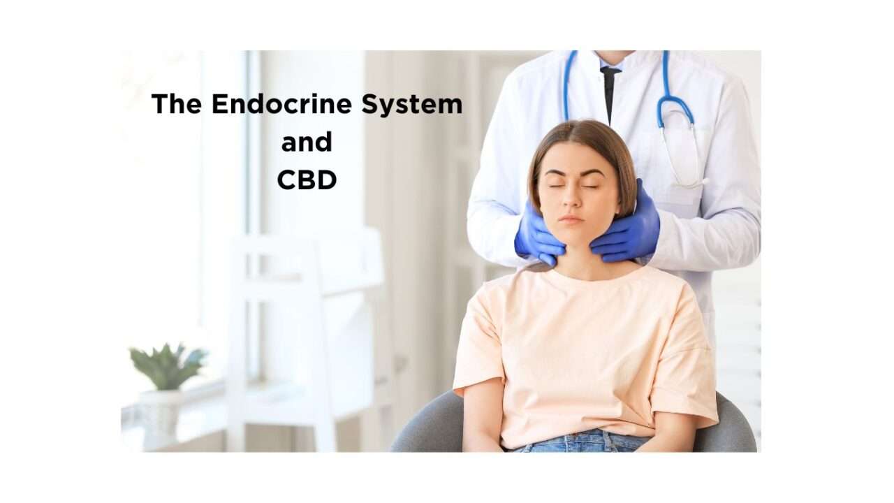 The Complex Functions of the Endocrine System