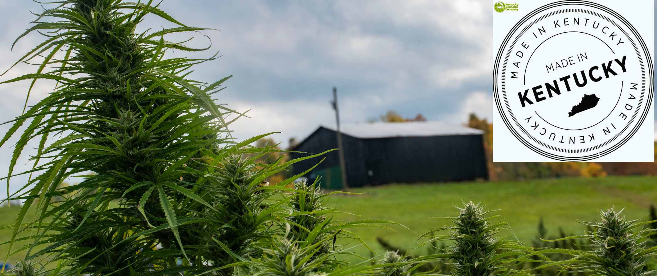 Kentucky CBD hemp field with a rustic barn in the background, overlaid with a "Made in Kentucky" badge, representing Bluegrass Hemp Oil products.