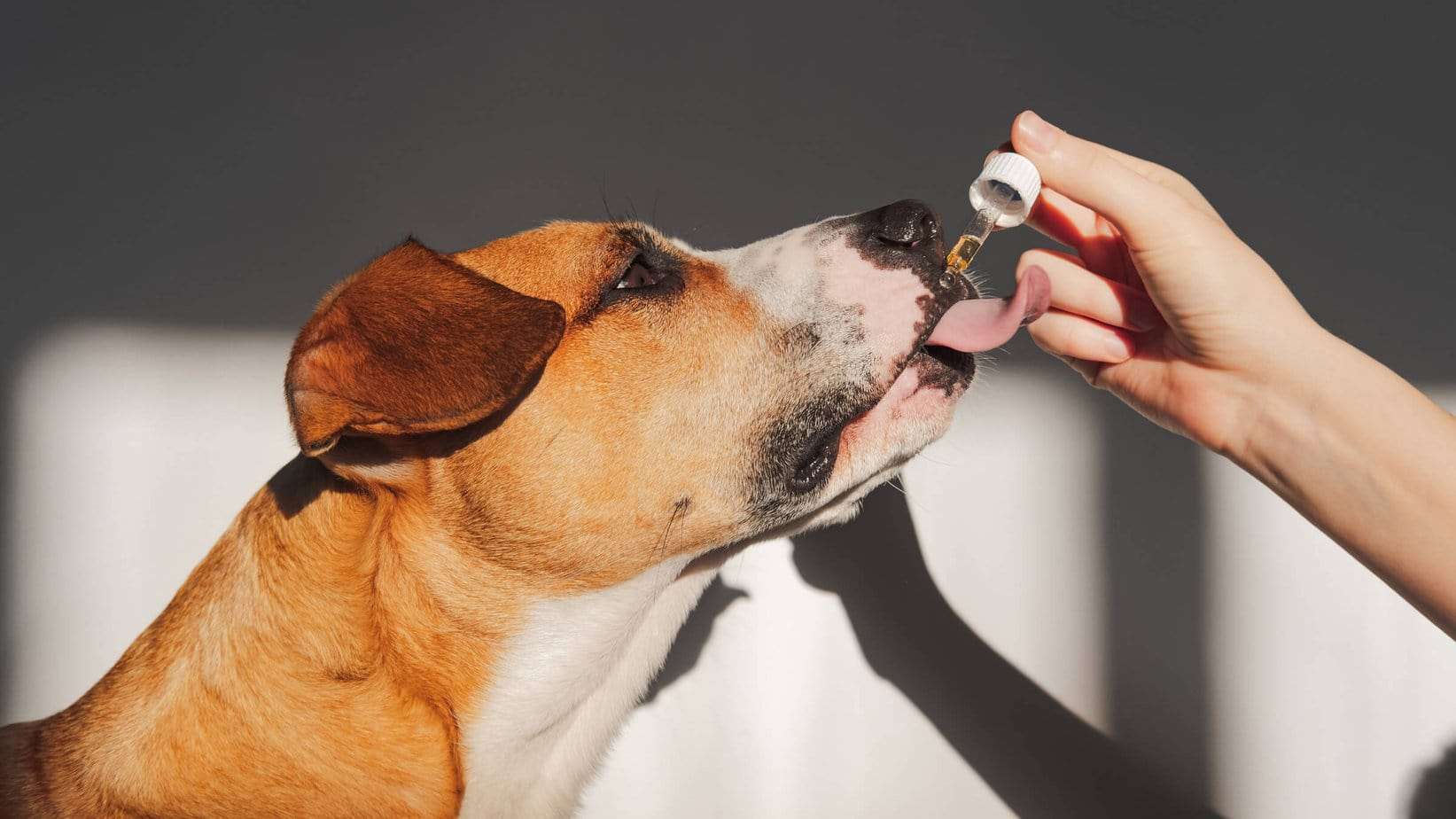 Brown and white dog happily licking Unruffled CBD Oil for pets from a dropper.