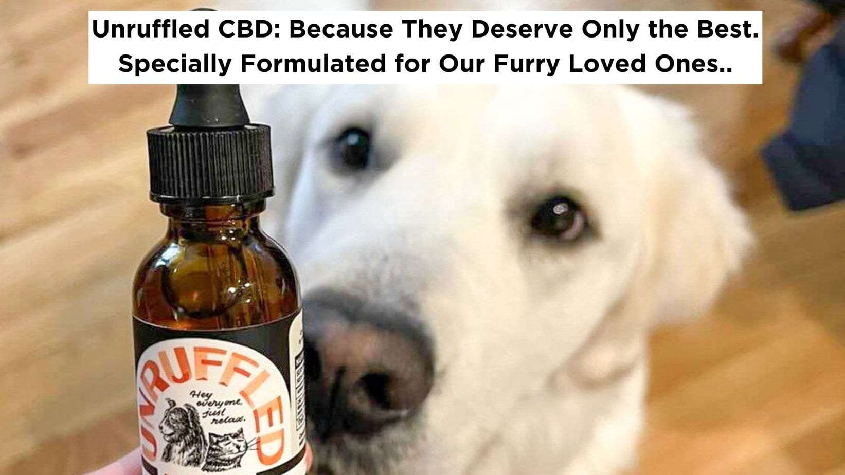 White dog curiously looking at a bottle of Unruffled CBD Oil for pets