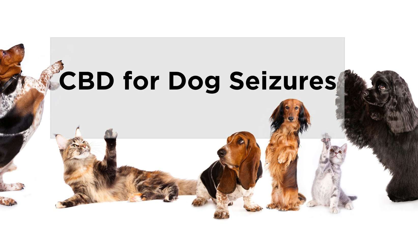 Various dog breeds gathered under a banner that reads "CBD for Dog Seizures" in bold letters.