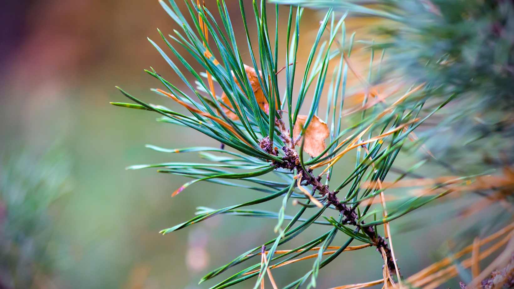 Pine tree needles symbolizing the terpene pinene found in cannabis.