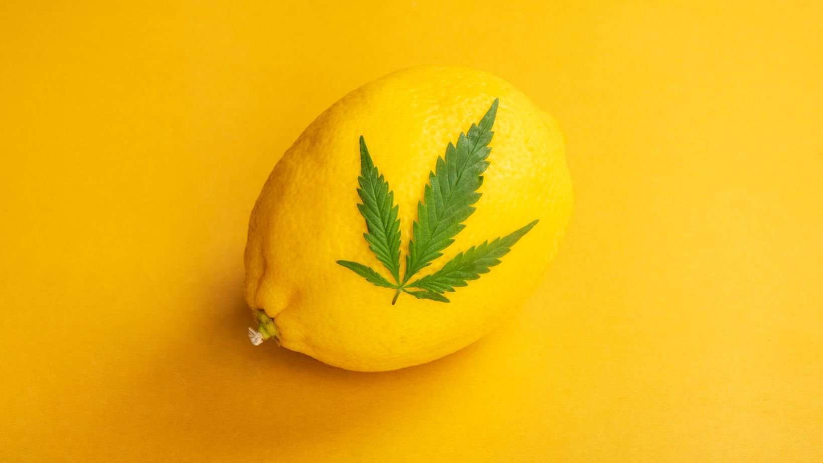 A lemon alongside a cannabis hemp leaf representing the limonene terpene in cannabis.