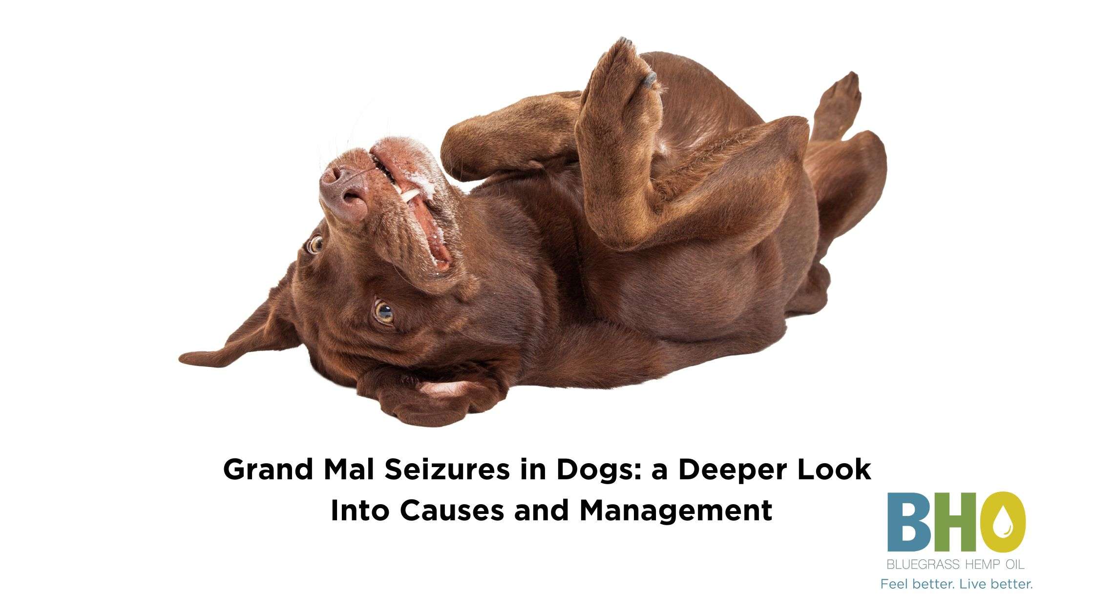 A chocolate Labrador lying on its back, exhibiting signs of a grand mal seizure, in a controlled environment for educational purposes.
