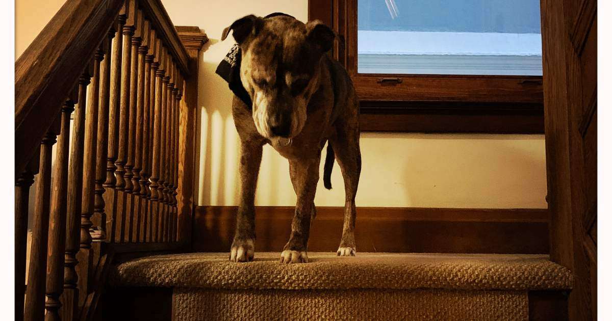 "Elderly dog with arthritis cautiously descending stairs, showcasing the mobility challenges faced by aging pets.