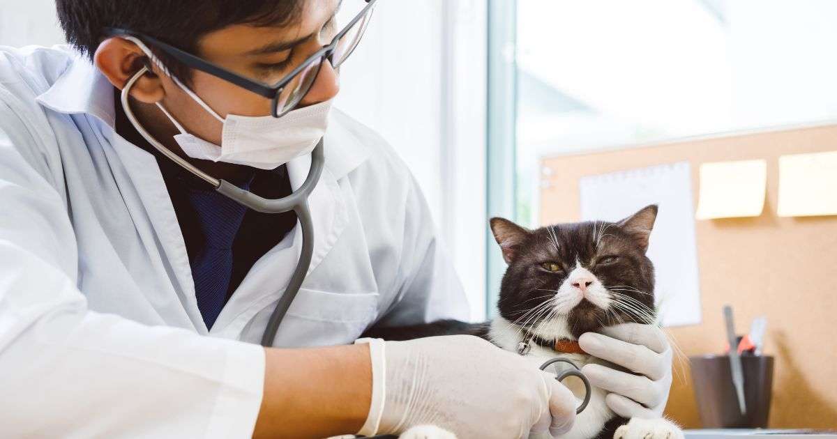 Concerned veterinarian examining a distressed cat showing signs of pain during a clinical consultation.