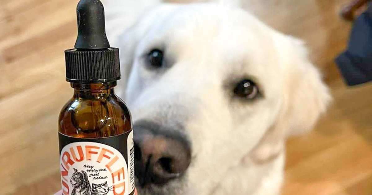 Curious dog gazing at a bottle of Unruffled CBD Oil for pets.
