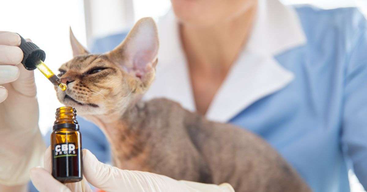 A woman administering CBD oil to her cat, which has diabetes.