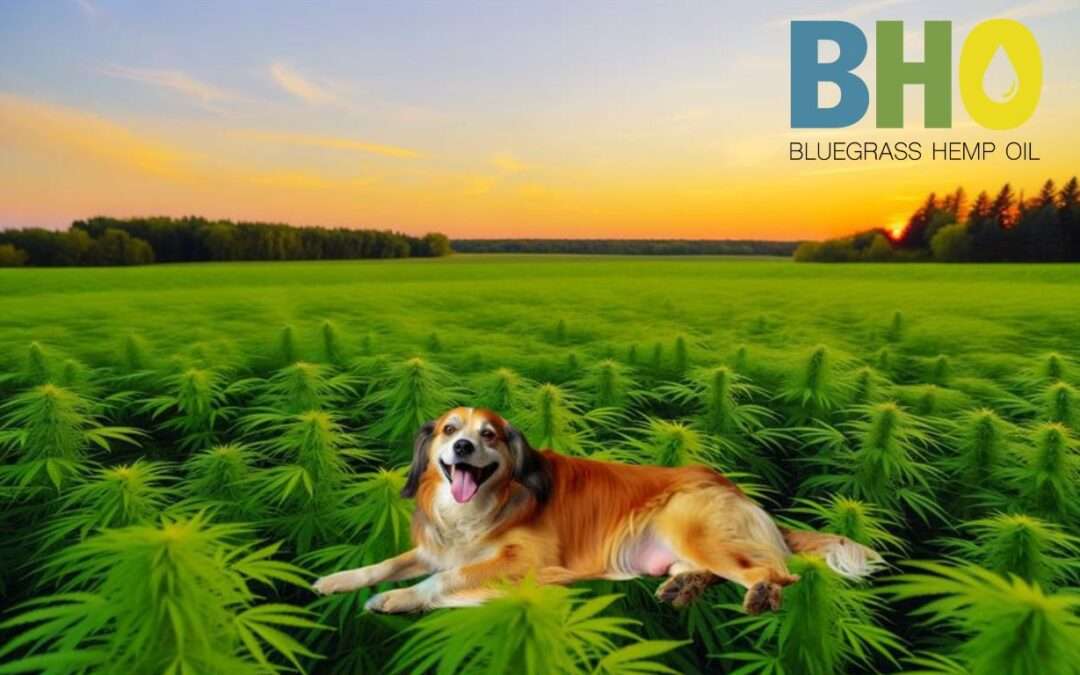 CBD for pets: Minnesota-specific info and testimonials
