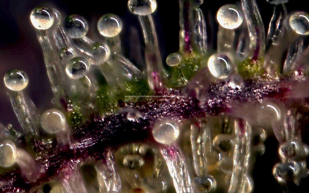 Phytocannabinoids