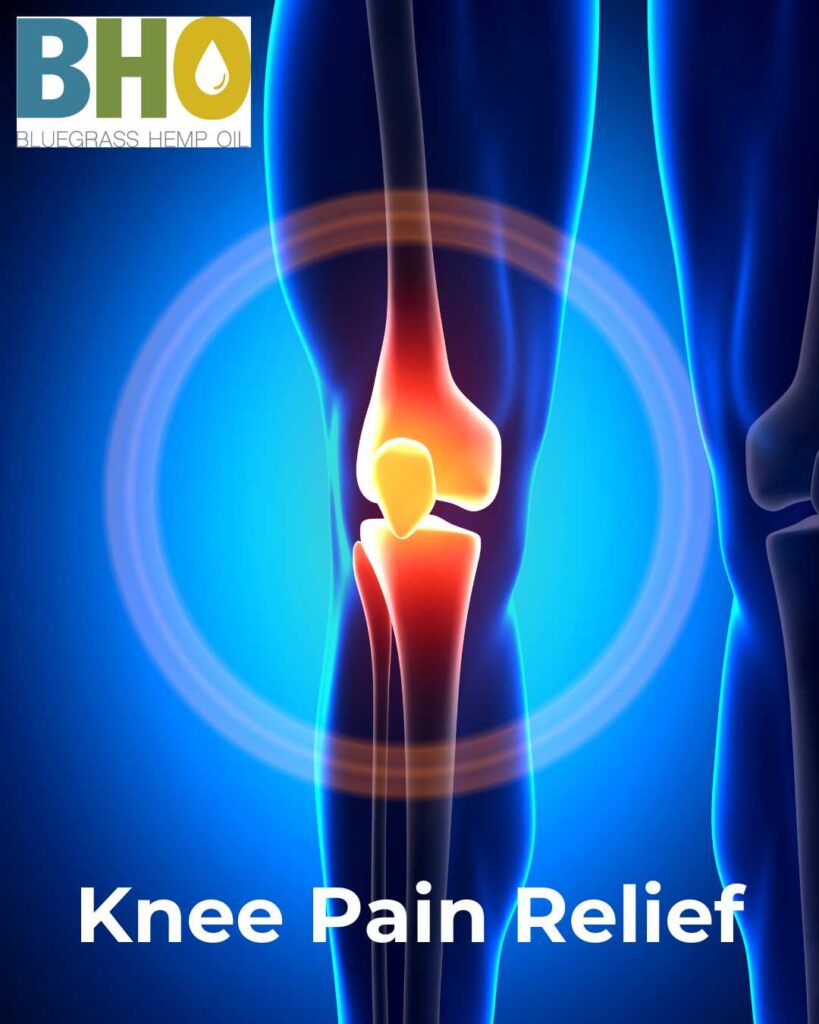 A digital illustration of a human knee shown in red and white to represent inflammation and pain, with the words “Knee Pain Relief” overlaid, for a Bluegrass Hemp Oil blog post.