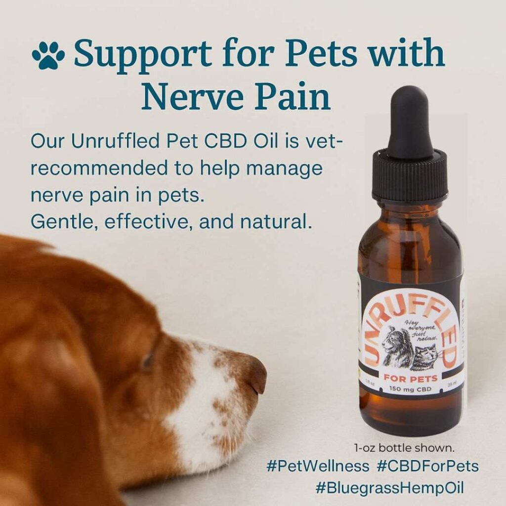 Dog curiously looking at a bottle of Unruffled CBD oil for pets, showing interest in natural wellness support.